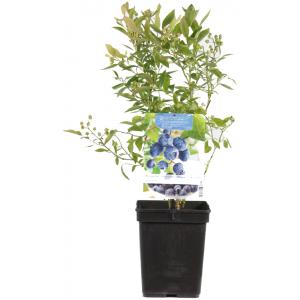 Vorige productafbeelding