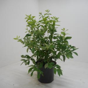 Vorige productafbeelding